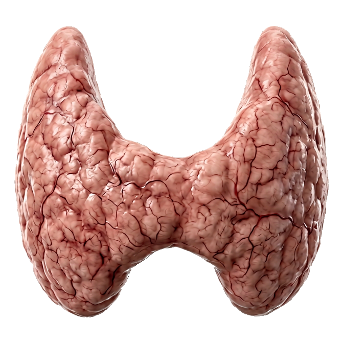 Tireoide